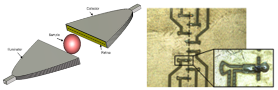 retina